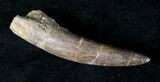 Large Fossil Plesiosaur Tooth #20155-1